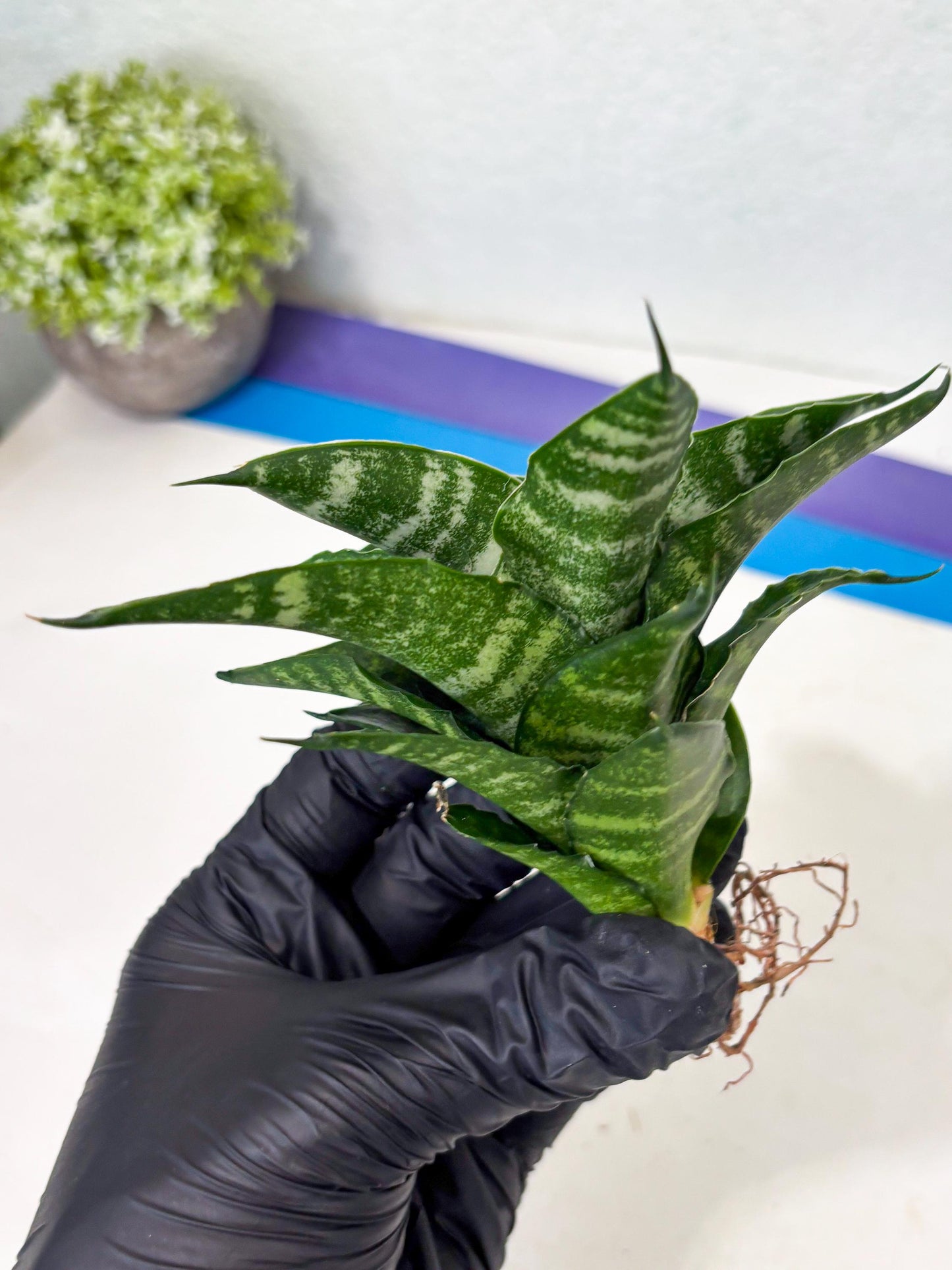 Sansevieria Kraden (ba6) (12) | Rare Collection