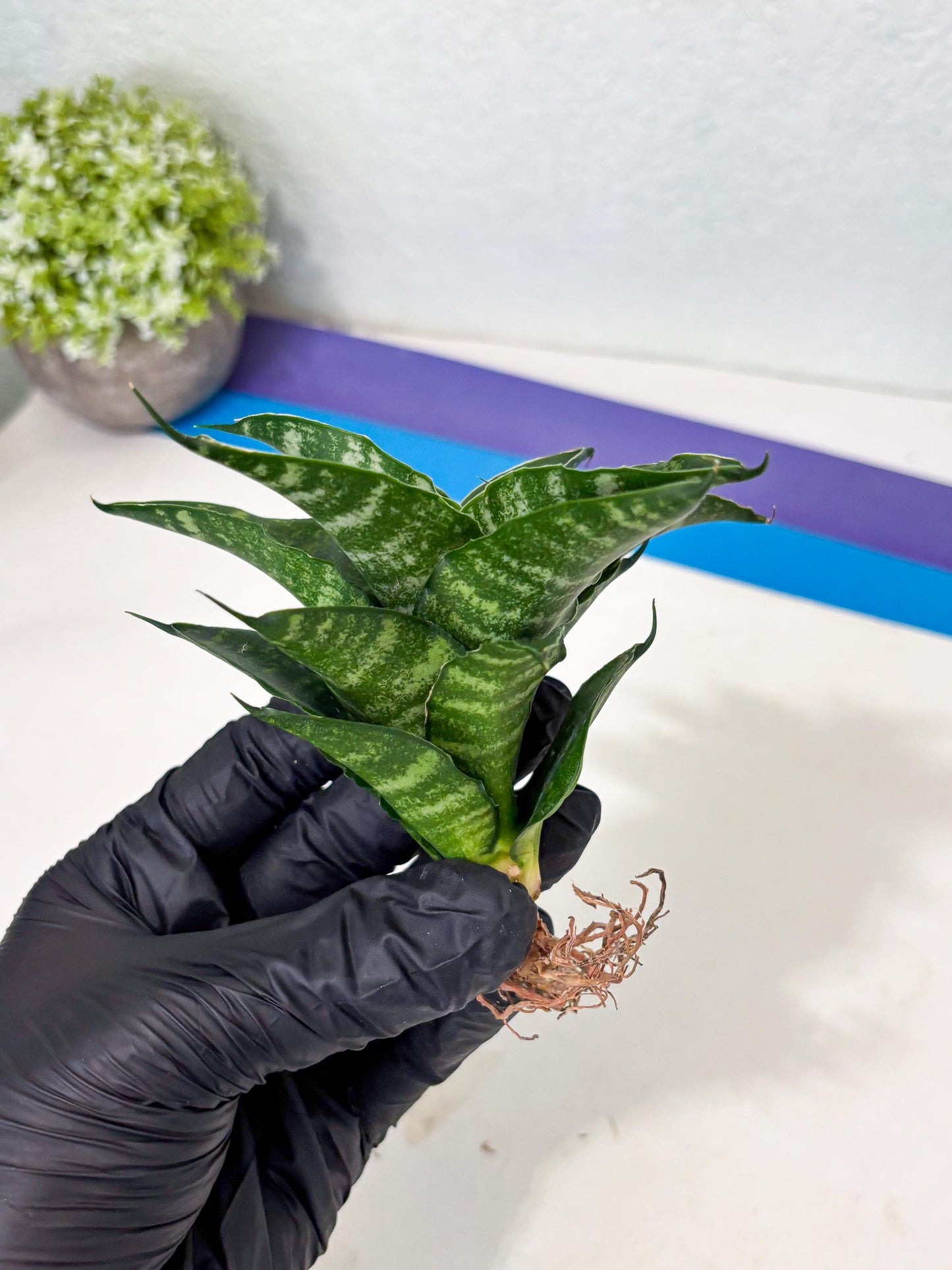 Sansevieria Kraden (ba6) (12) | Rare Collection