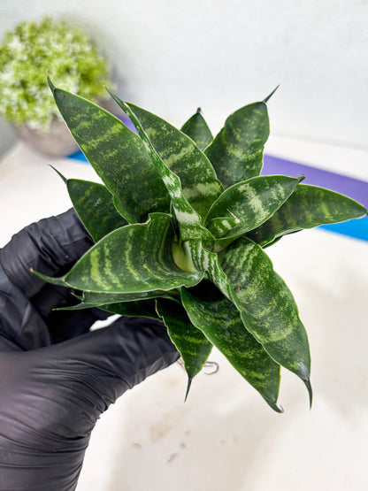 Sansevieria Kraden (ba6) (12) | Rare Collection