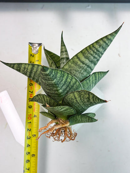 Sansevieria Cordova x Boncel (ba6) (13) | Rare Collection