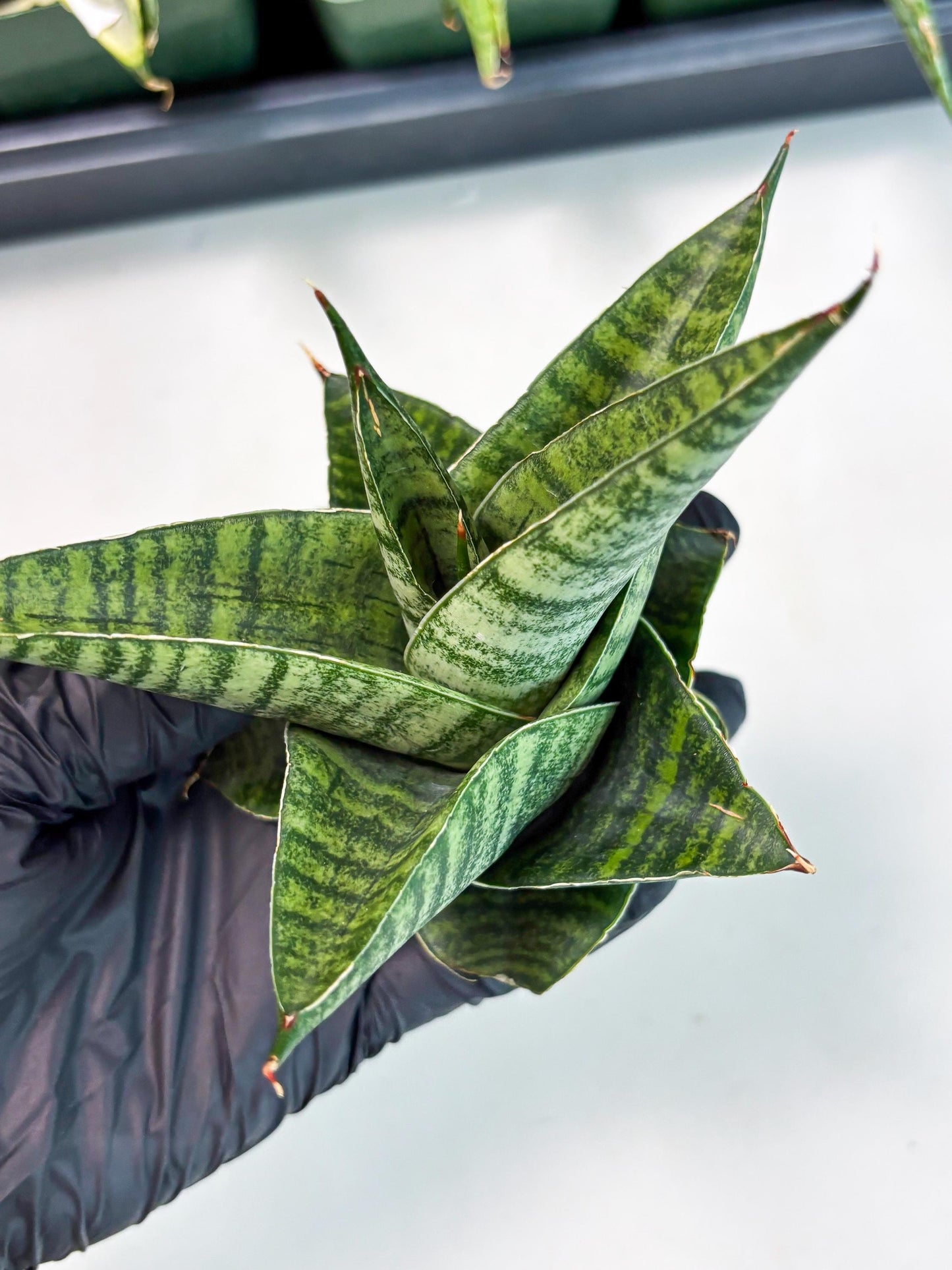 Sansevieria Cordova x Boncel (ba6) (13) | Rare Collection