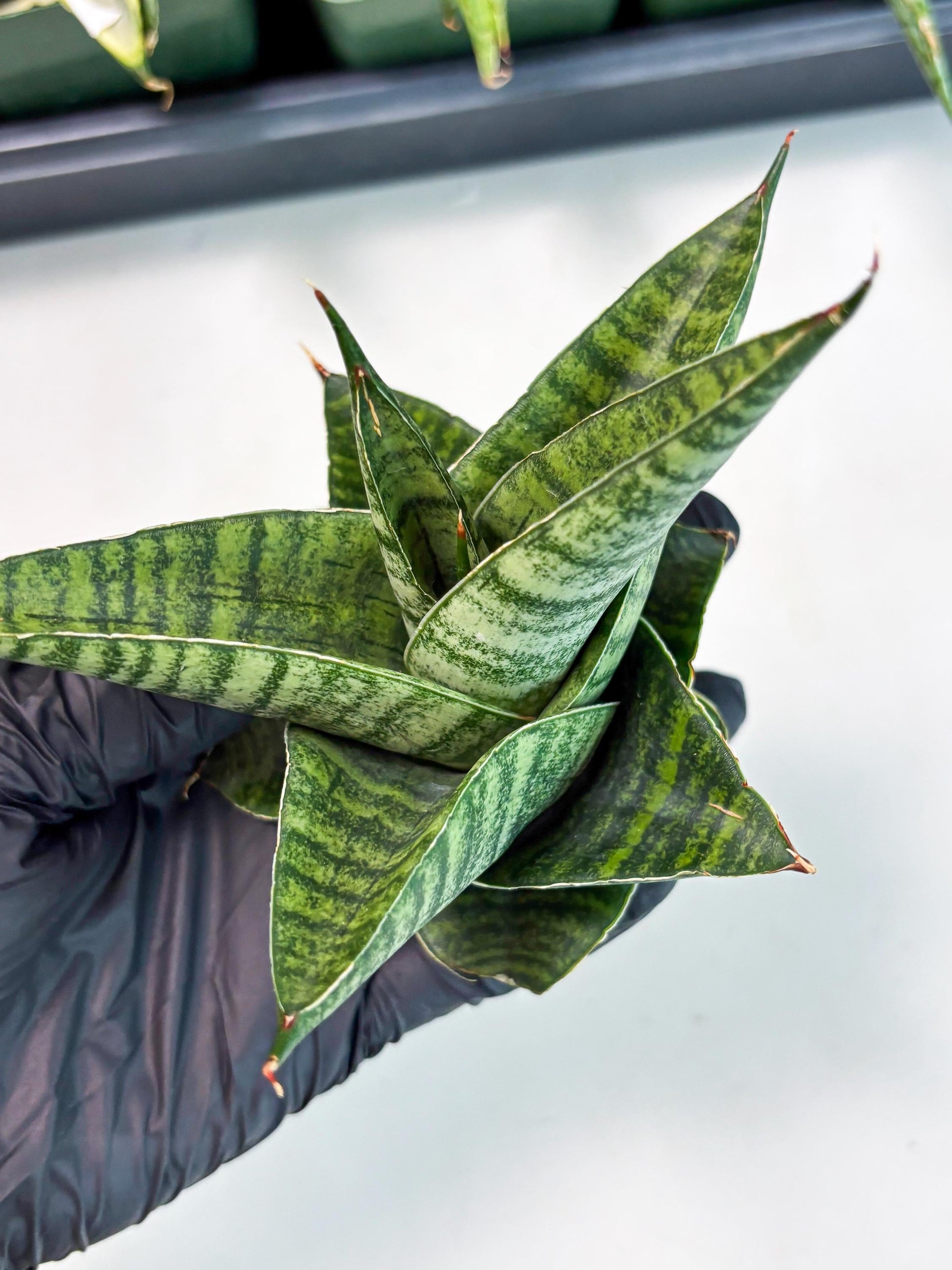 Sansevieria Cordova x Boncel (ba6) (13) | Rare Collection