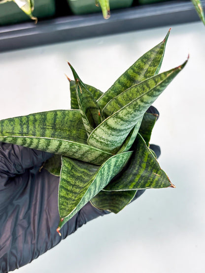 Sansevieria Cordova x Boncel (ba6) (13) | Rare Collection