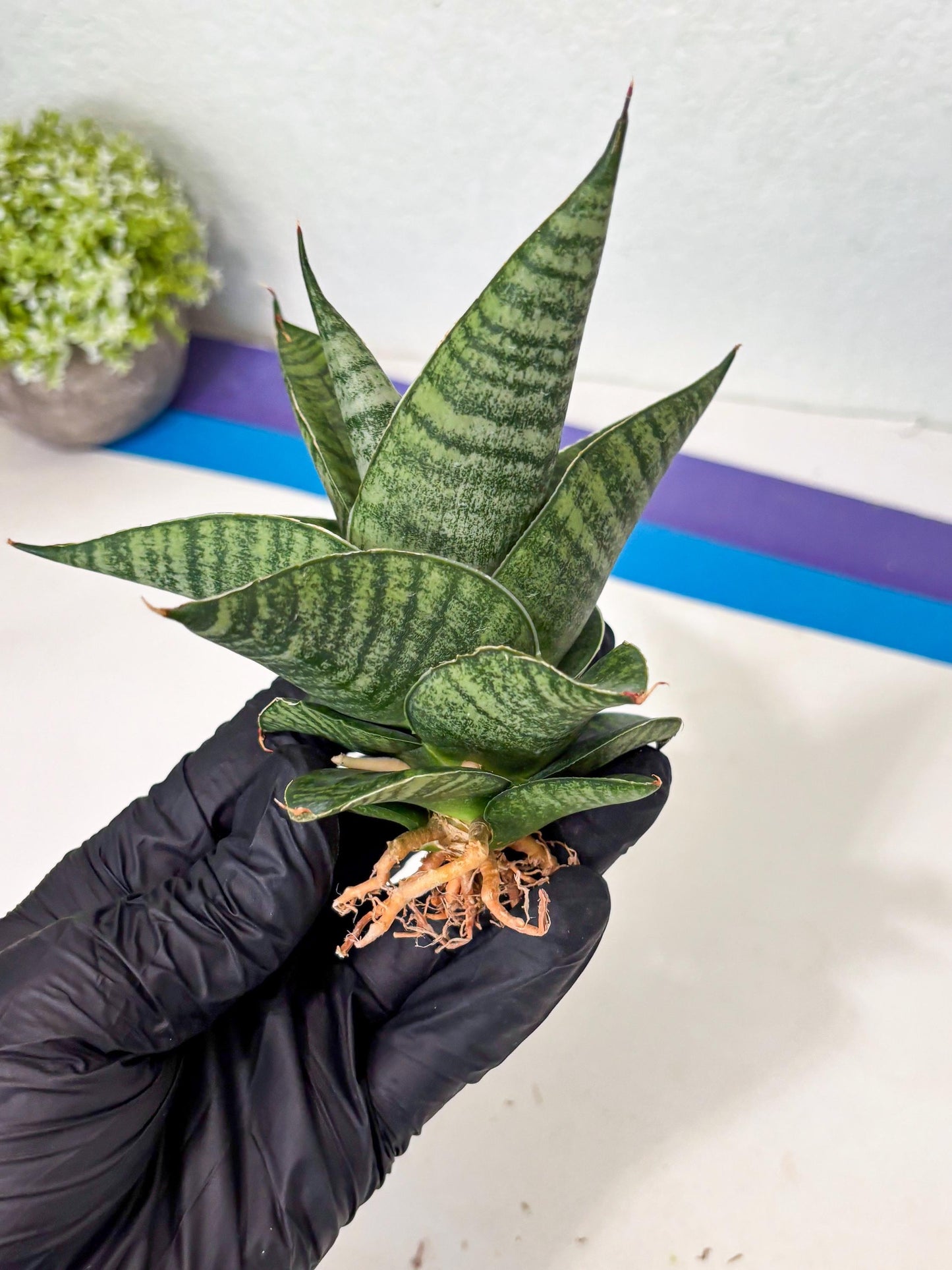 Sansevieria Cordova x Boncel (ba6) (13) | Rare Collection
