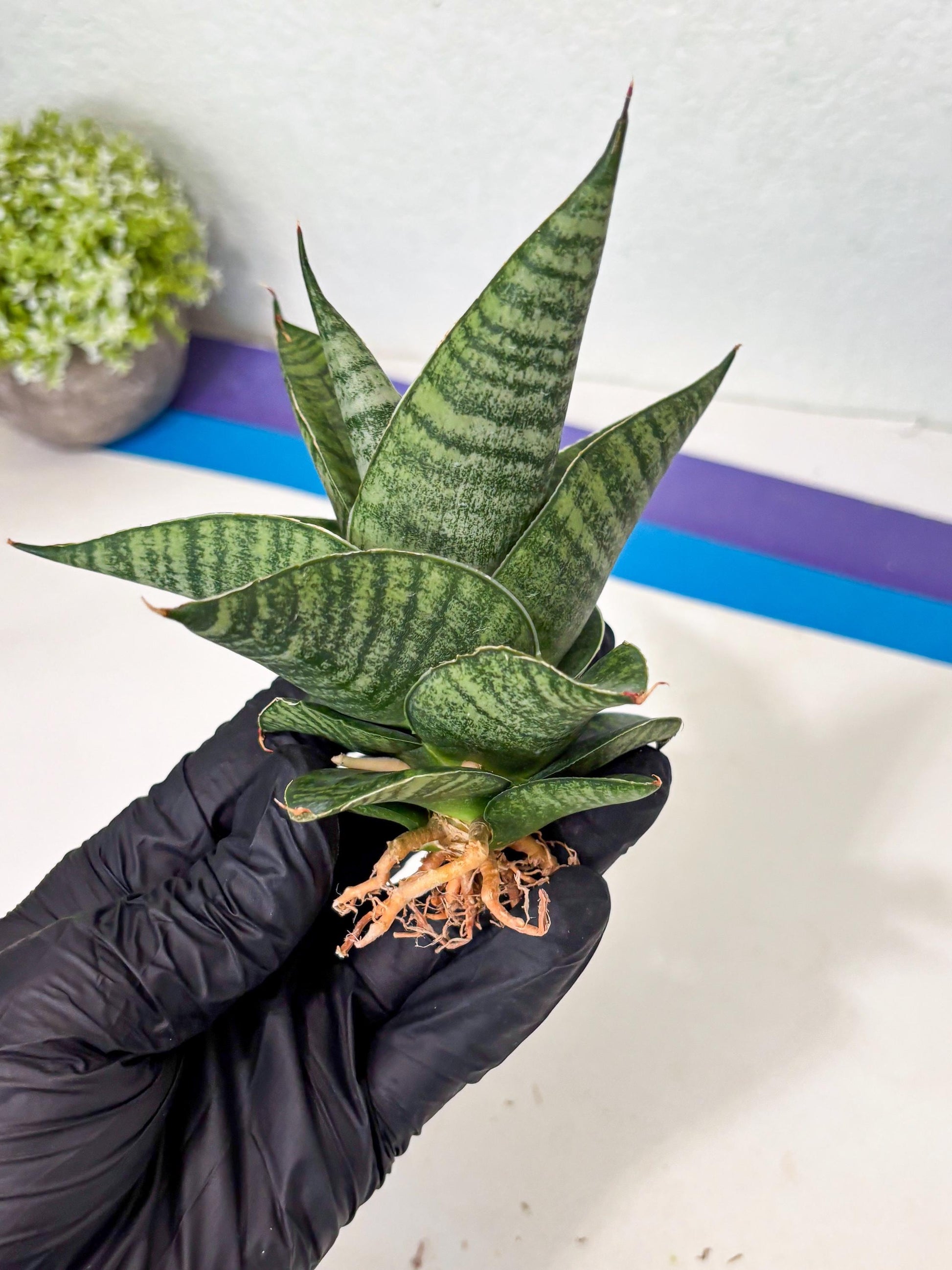 Sansevieria Cordova x Boncel (ba6) (13) | Rare Collection