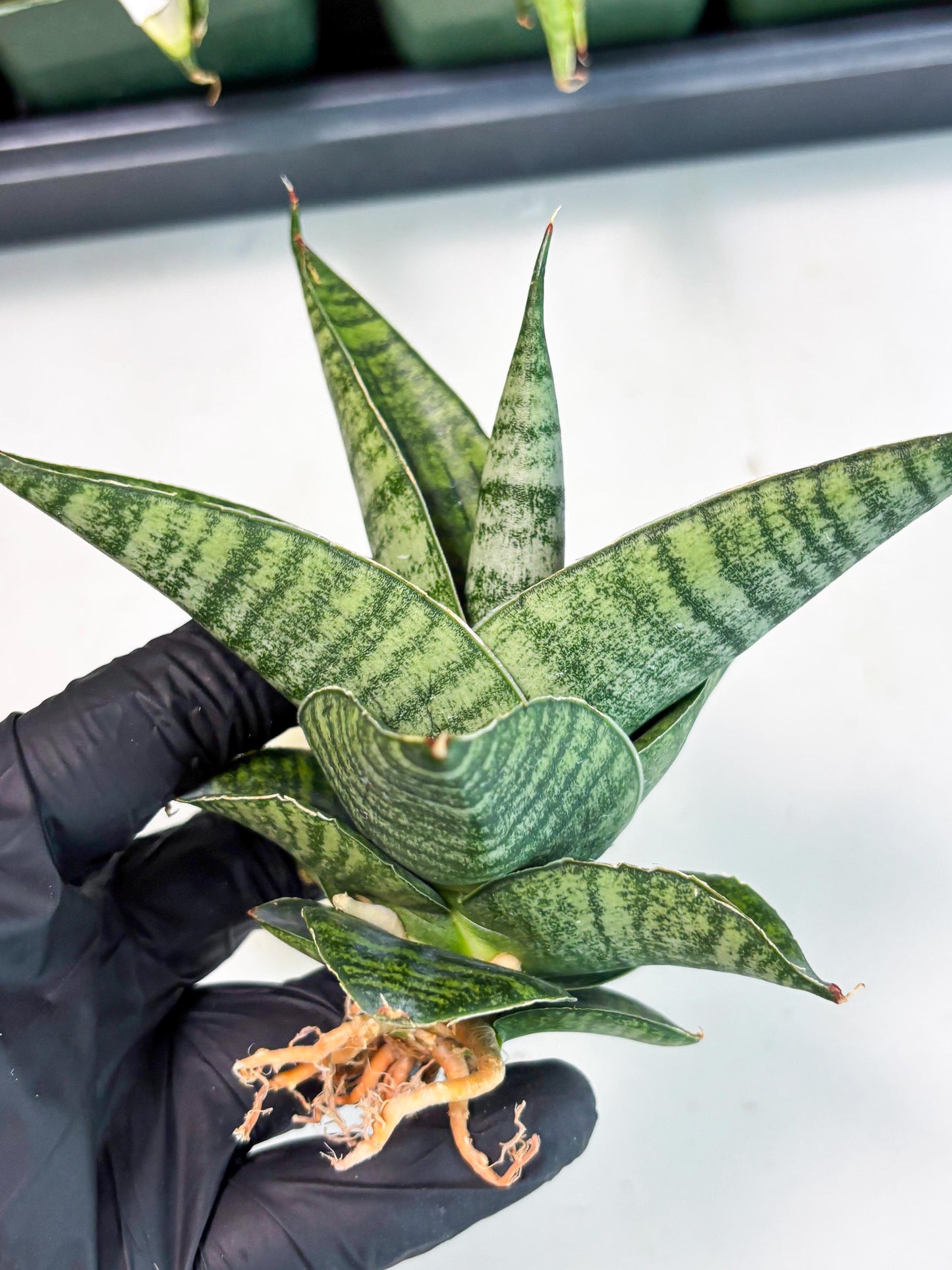 Sansevieria Cordova x Boncel (ba6) (13) | Rare Collection
