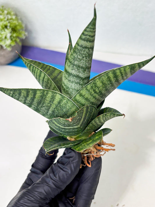 Sansevieria Cordova x Boncel (ba6) (13) | Rare Collection
