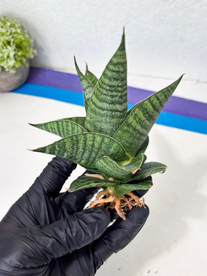 Sansevieria Cordova x Boncel (ba6) (13) | Rare Collection