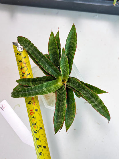 Sansevieria AFF Nalika (Ba6) (14) | Imported Plants