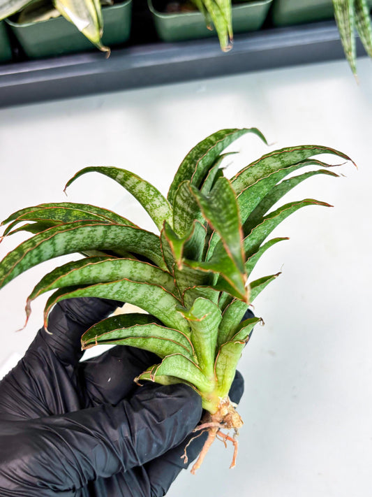 Sansevieria AFF Nalika (Ba6) (14) | Imported Plants