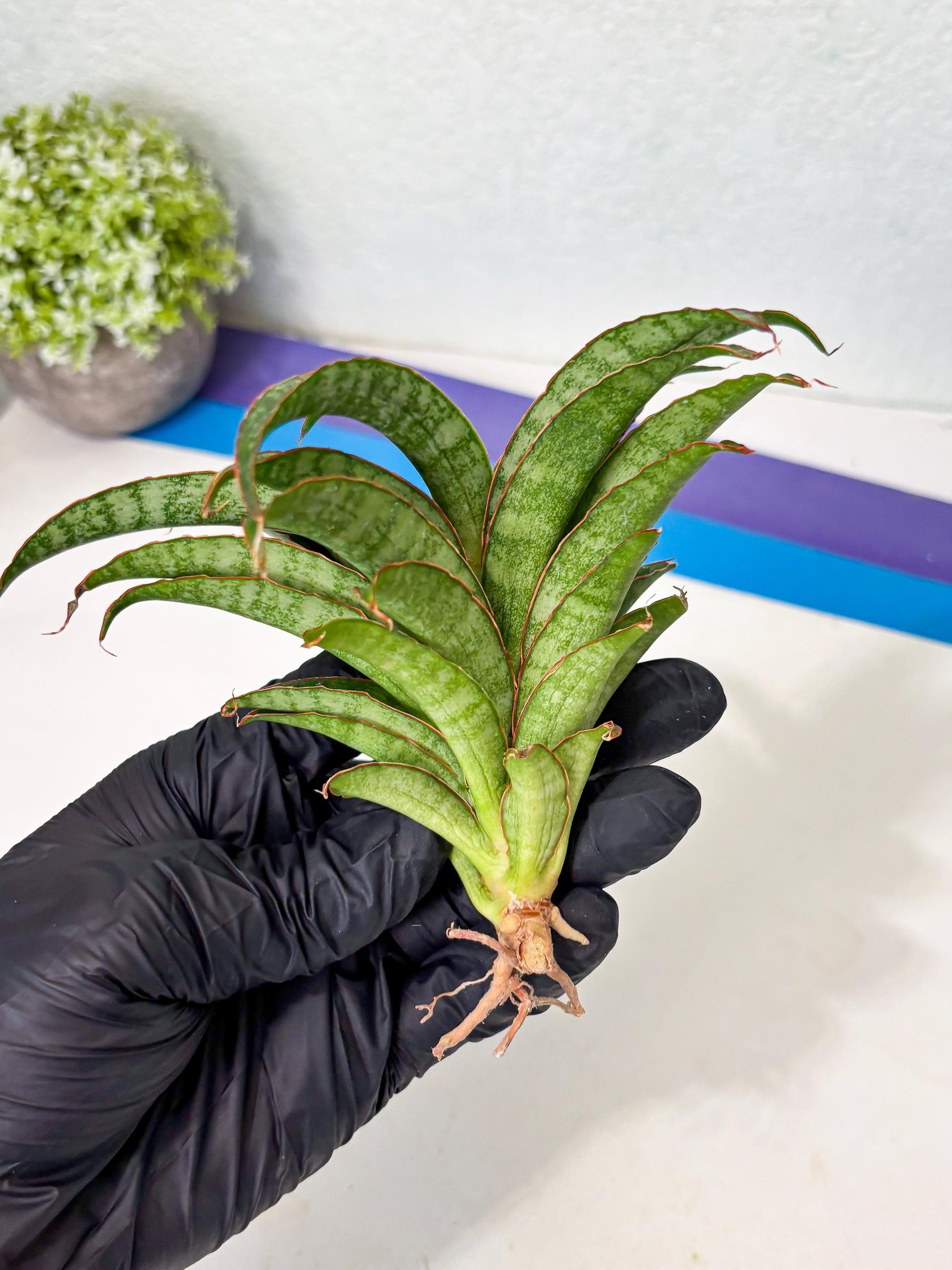 Sansevieria AFF Nalika (Ba6) (14) | Imported Plants