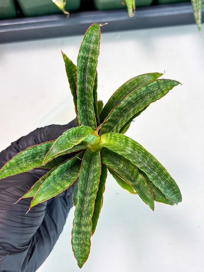 Sansevieria AFF Nalika (Ba6) (14) | Imported Plants