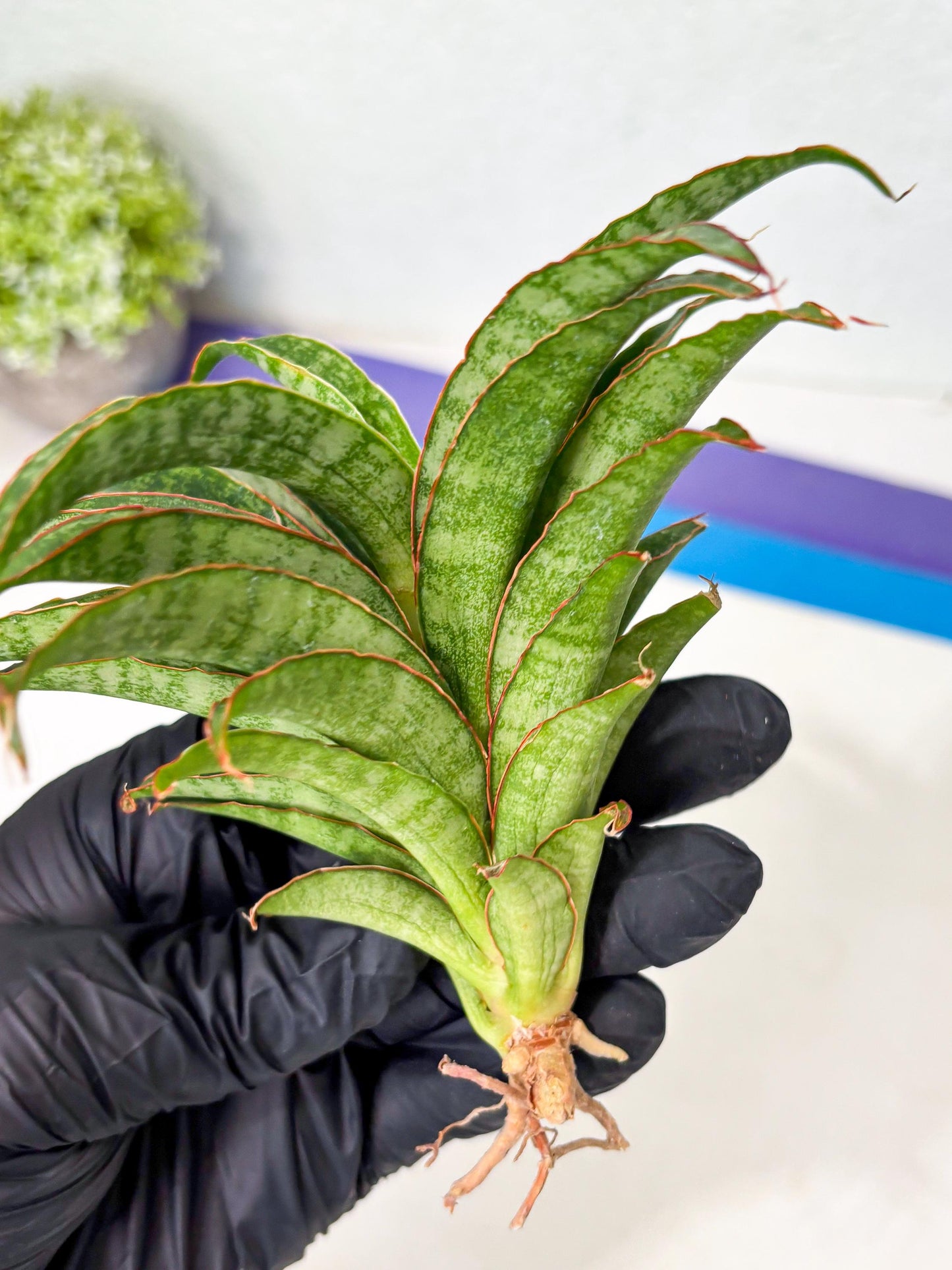 Sansevieria AFF Nalika (Ba6) (14) | Imported Plants