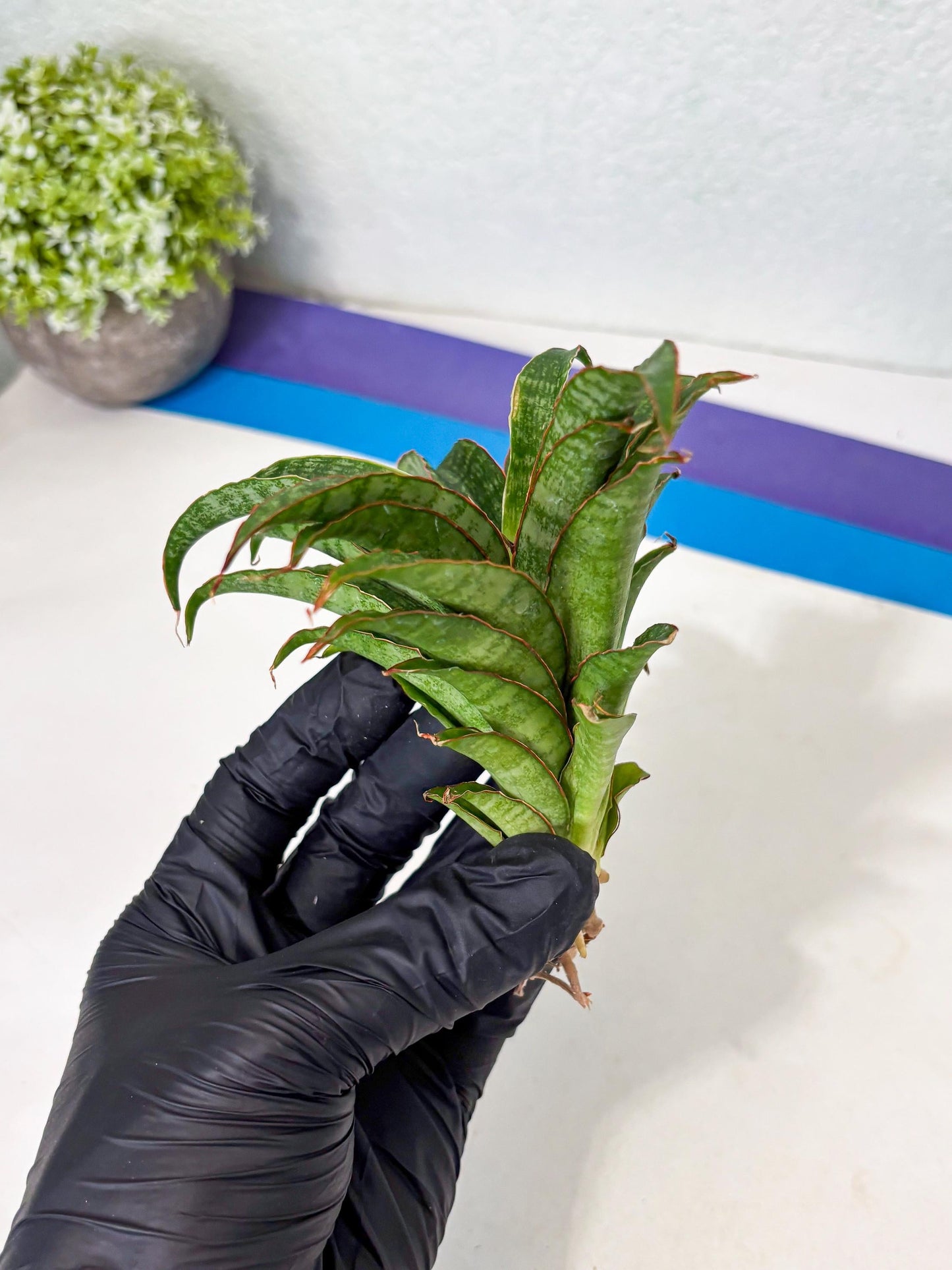 Sansevieria AFF Nalika (Ba6) (14) | Imported Plants