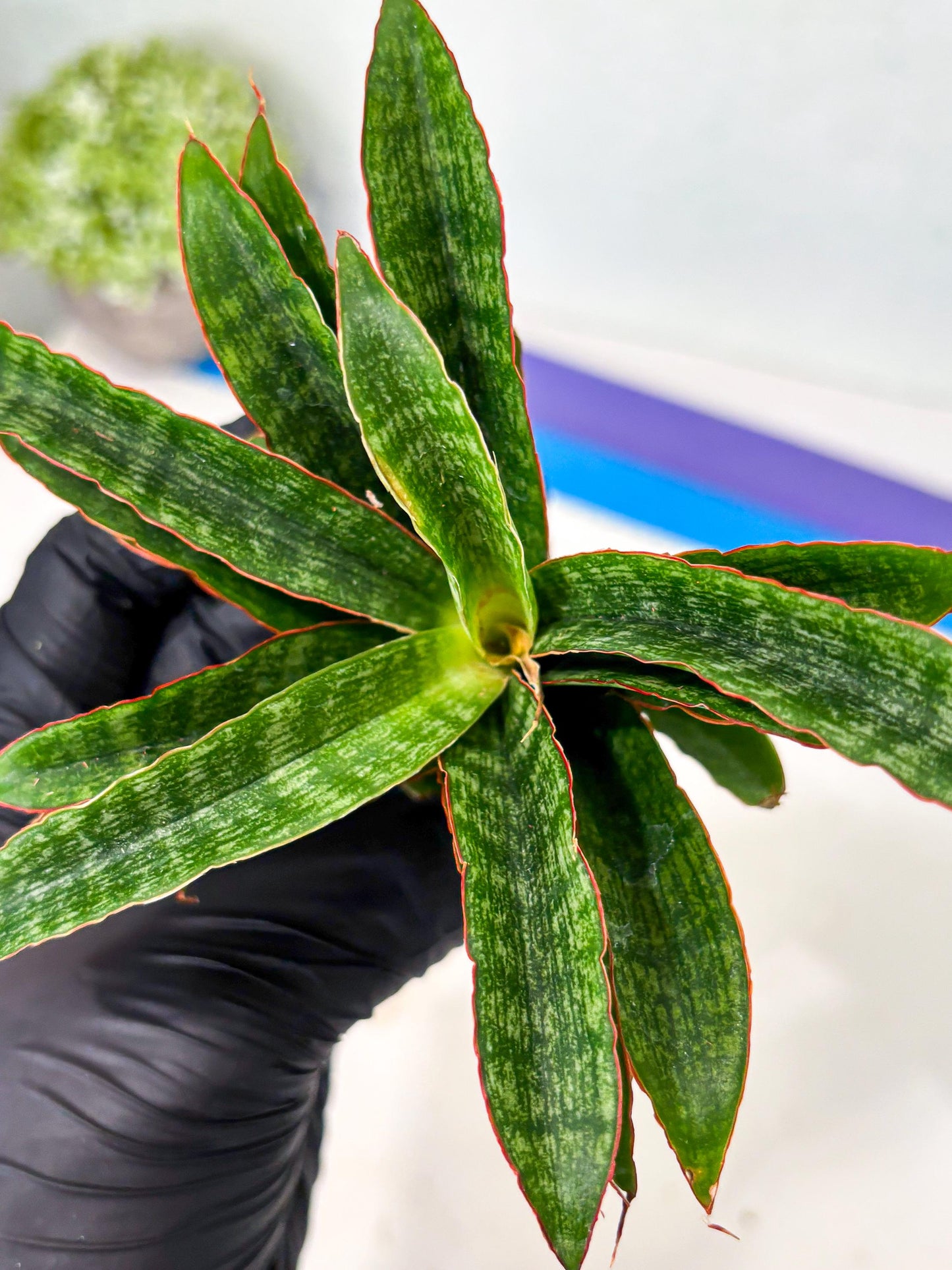 Sansevieria AFF Nalika (Ba6) (14) | Imported Plants