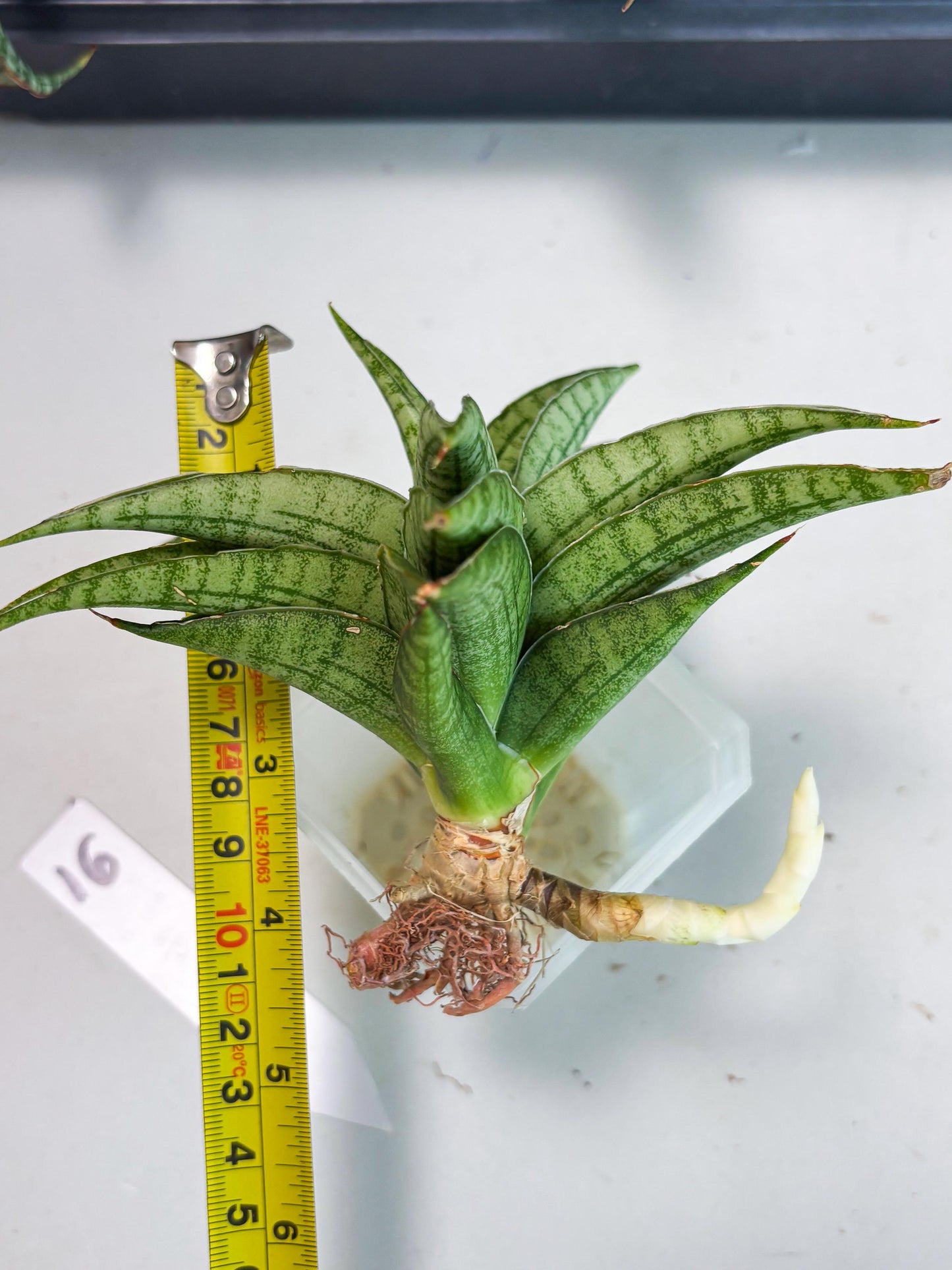 Sansevieria marsha x kasih (ba6) (16) | Rare Collection