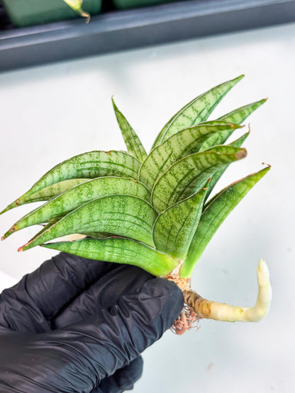 Sansevieria marsha x kasih (ba6) (16) | Rare Collection
