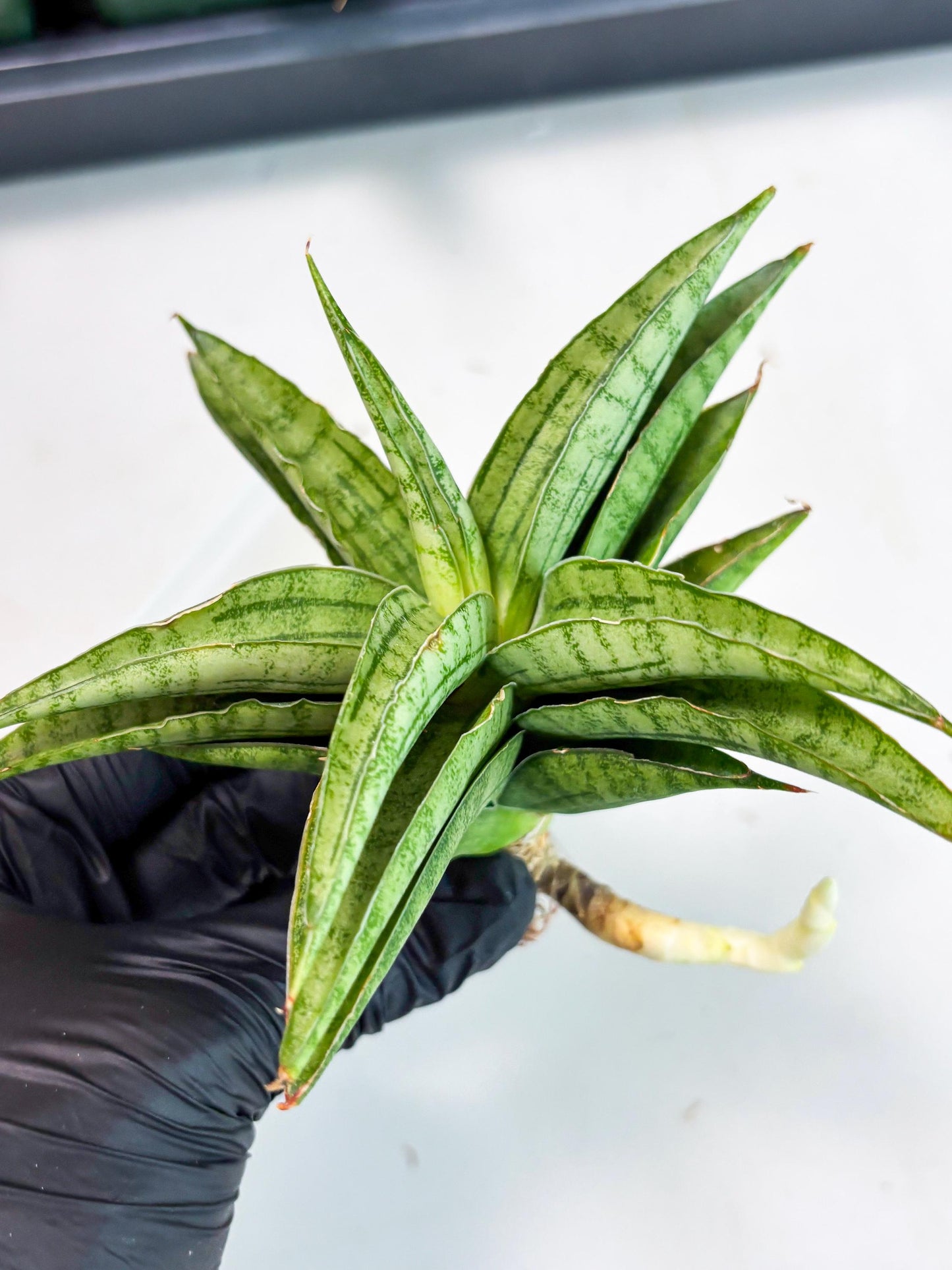 Sansevieria marsha x kasih (ba6) (16) | Rare Collection