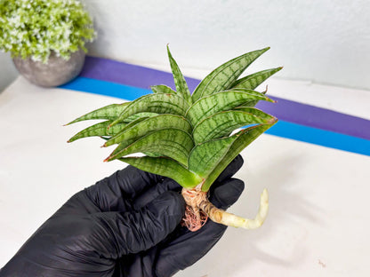 Sansevieria marsha x kasih (ba6) (16) | Rare Collection