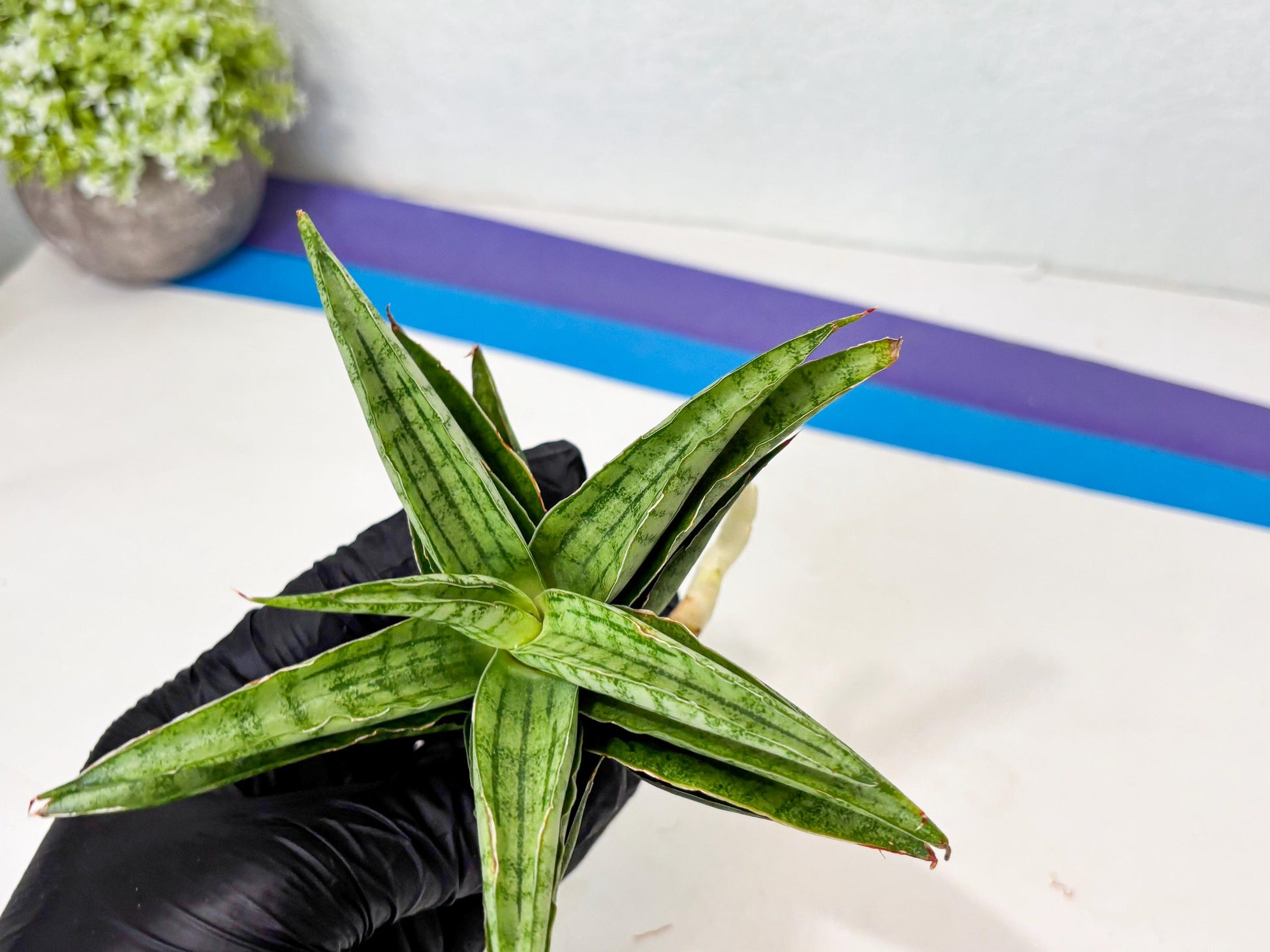 Sansevieria marsha x kasih (ba6) (16) | Rare Collection