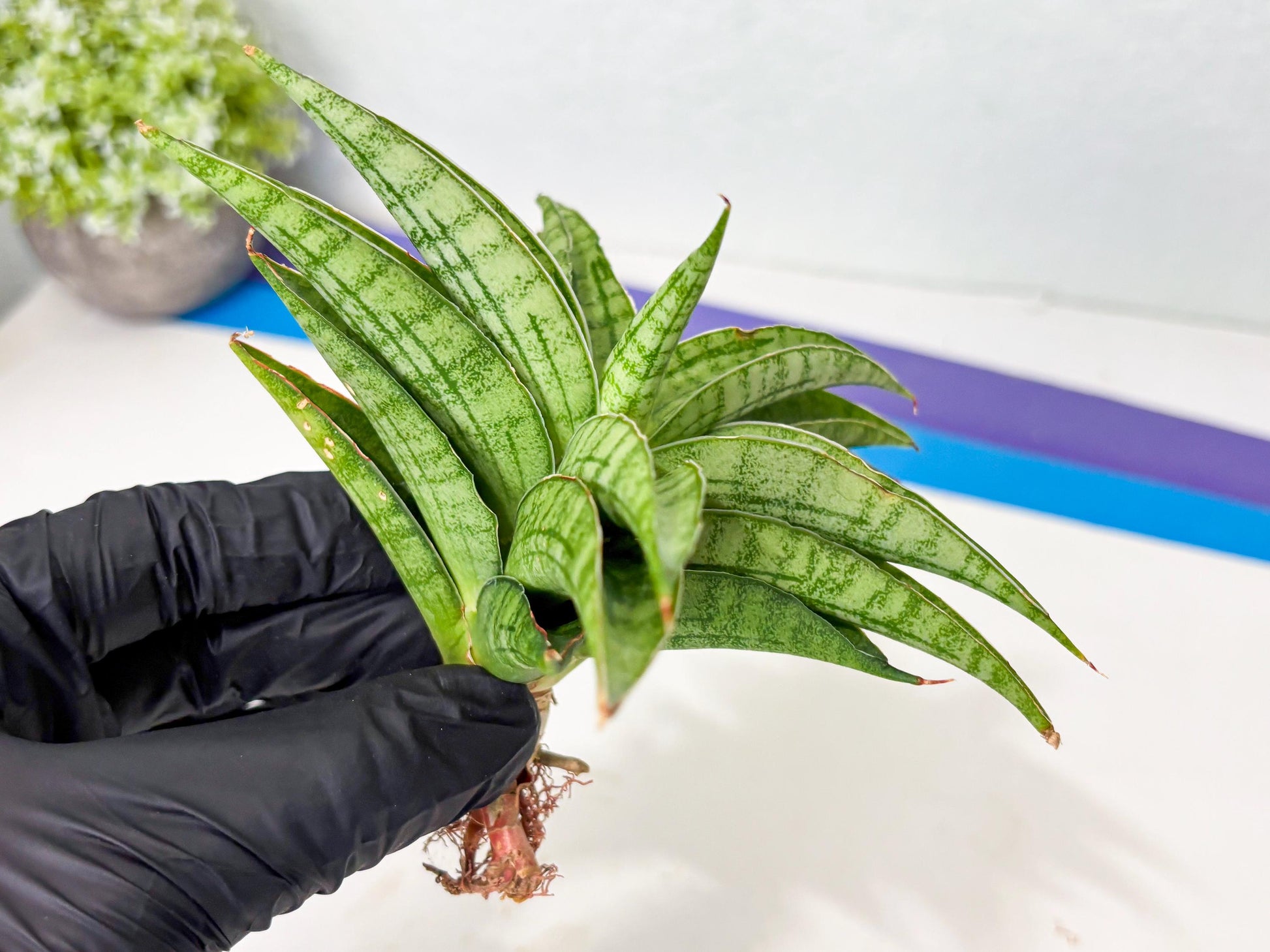 Sansevieria marsha x kasih (ba6) (16) | Rare Collection