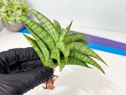 Sansevieria marsha x kasih (ba6) (16) | Rare Collection