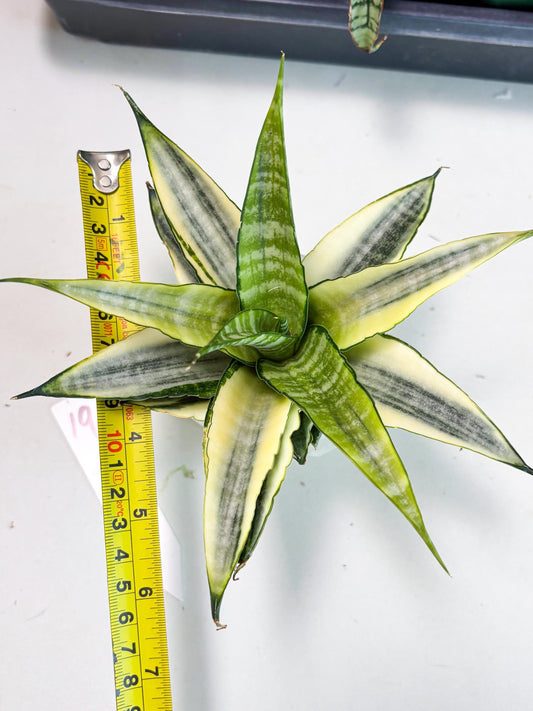 Sansevieria Cordova White (ba6) (19) | Rare Collection