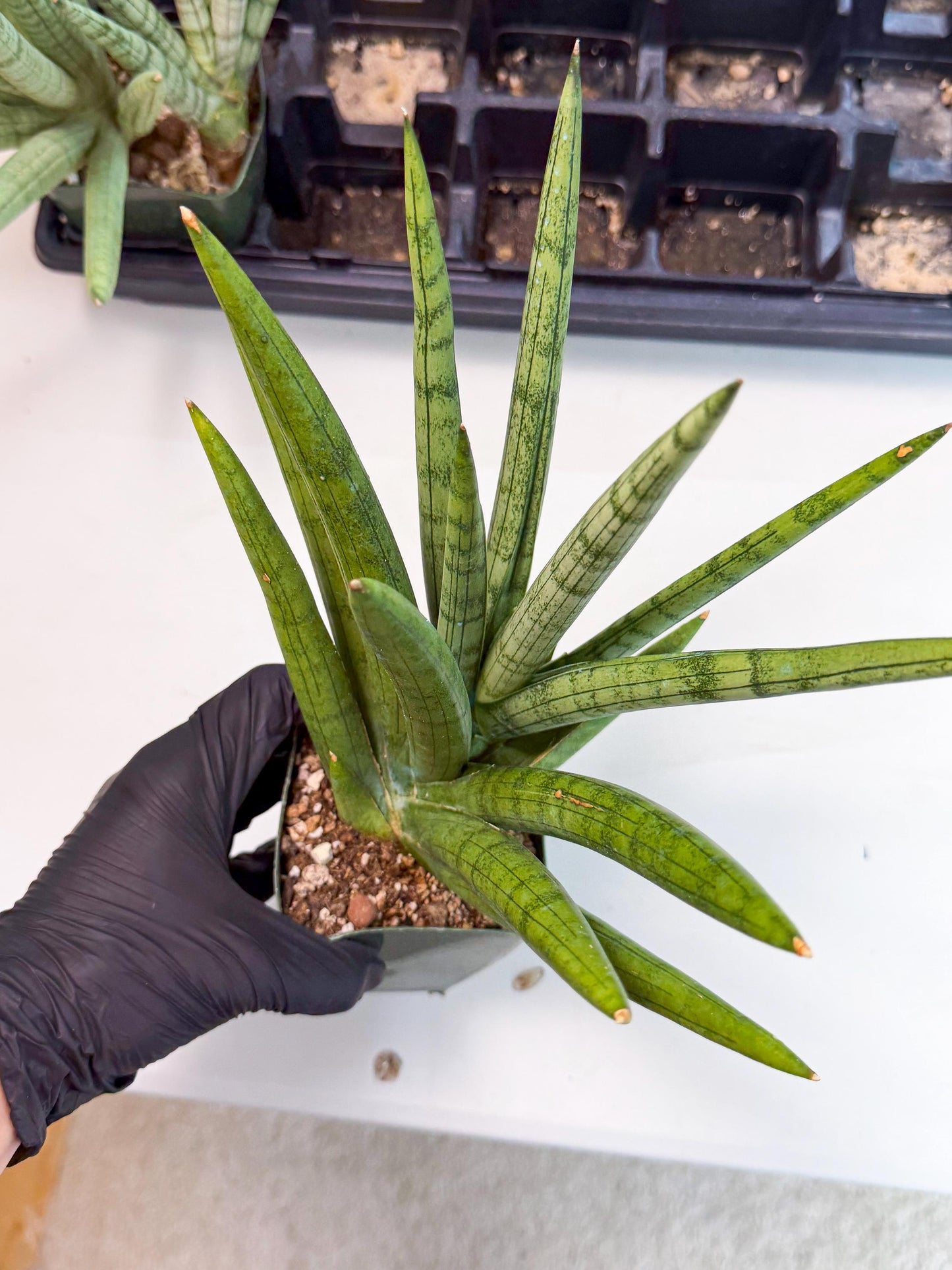 Sansevieria Silver Crown (XL1) (p) | Hybrid