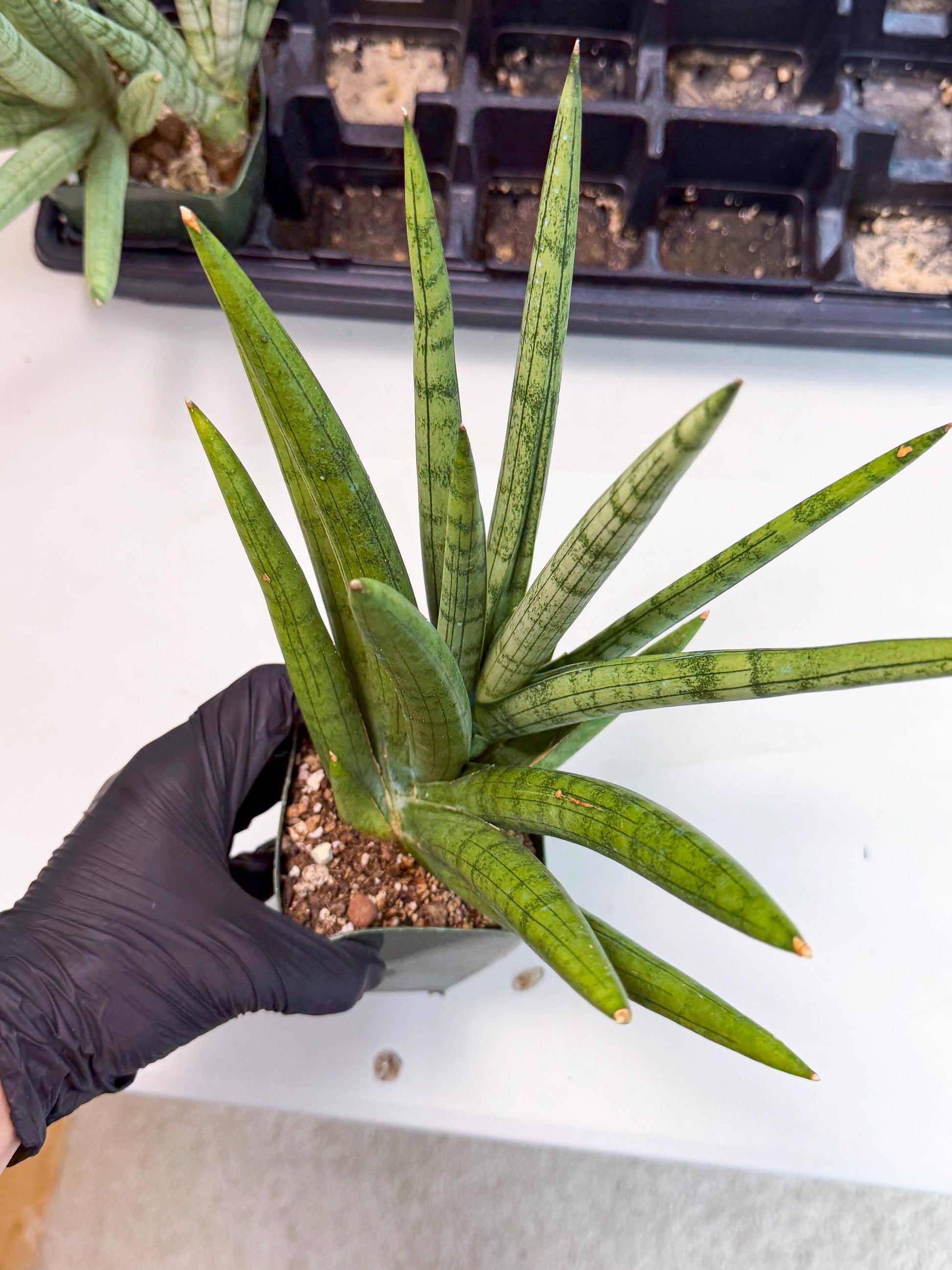 Sansevieria Silver Crown (XL1) (p) | Hybrid