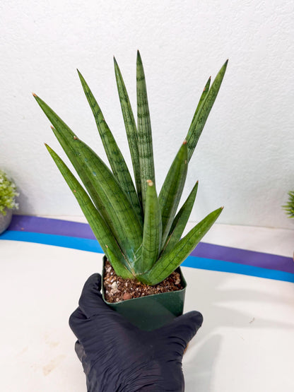 Sansevieria Silver Crown (XL1) (p) | Hybrid