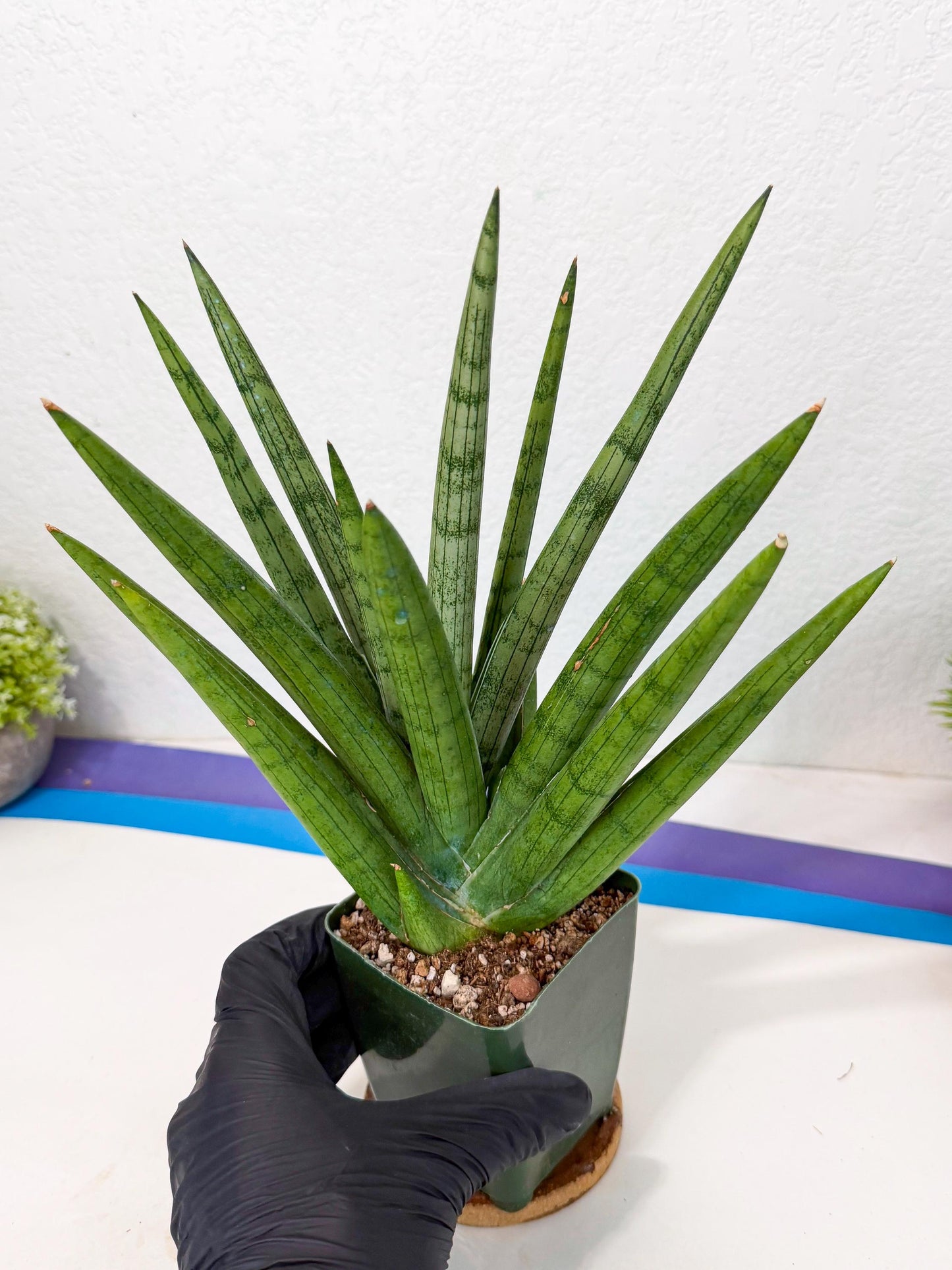 Sansevieria Silver Crown (XL1) (p) | Hybrid