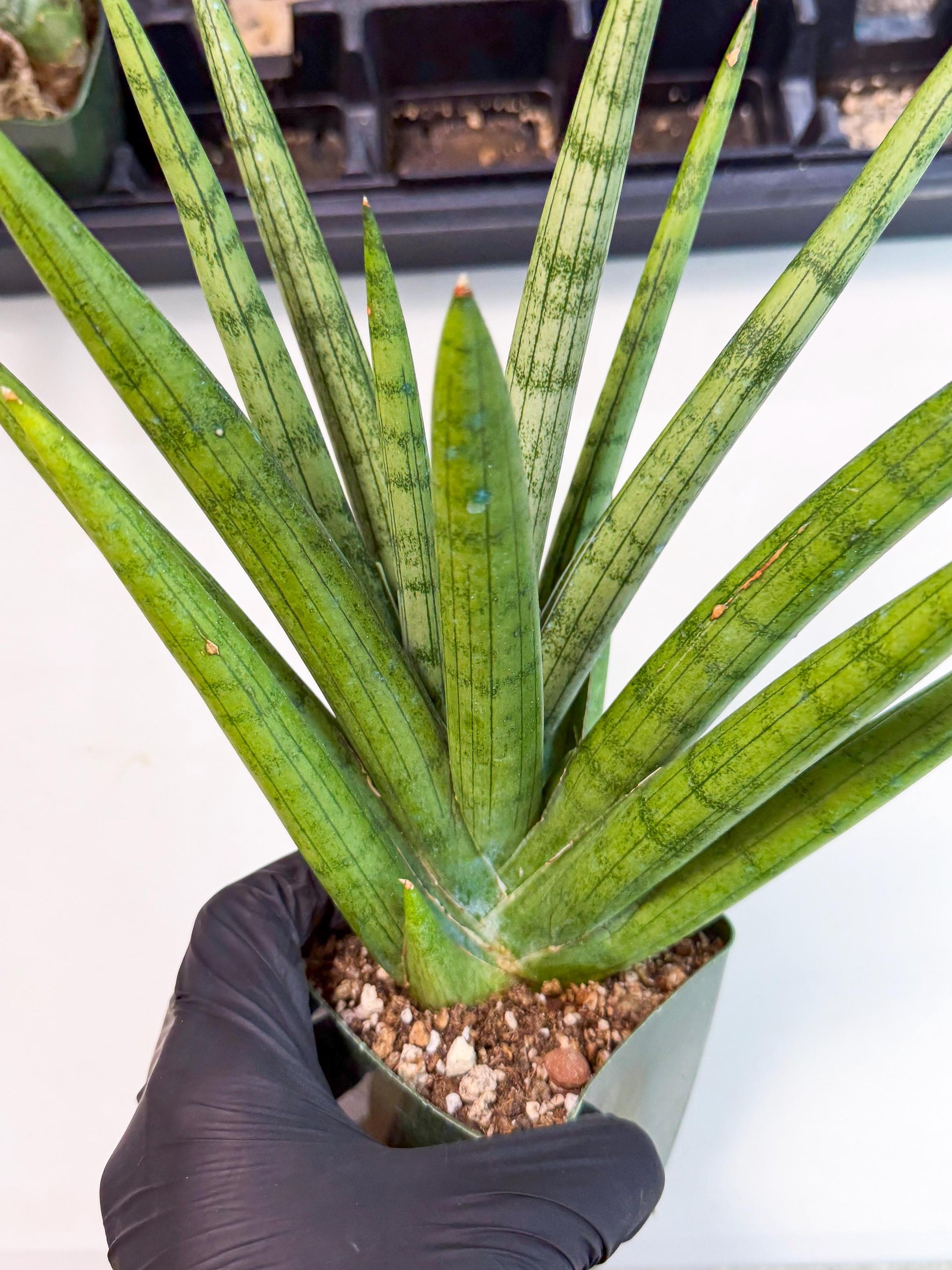 Sansevieria Silver Crown (XL1) (p) | Hybrid