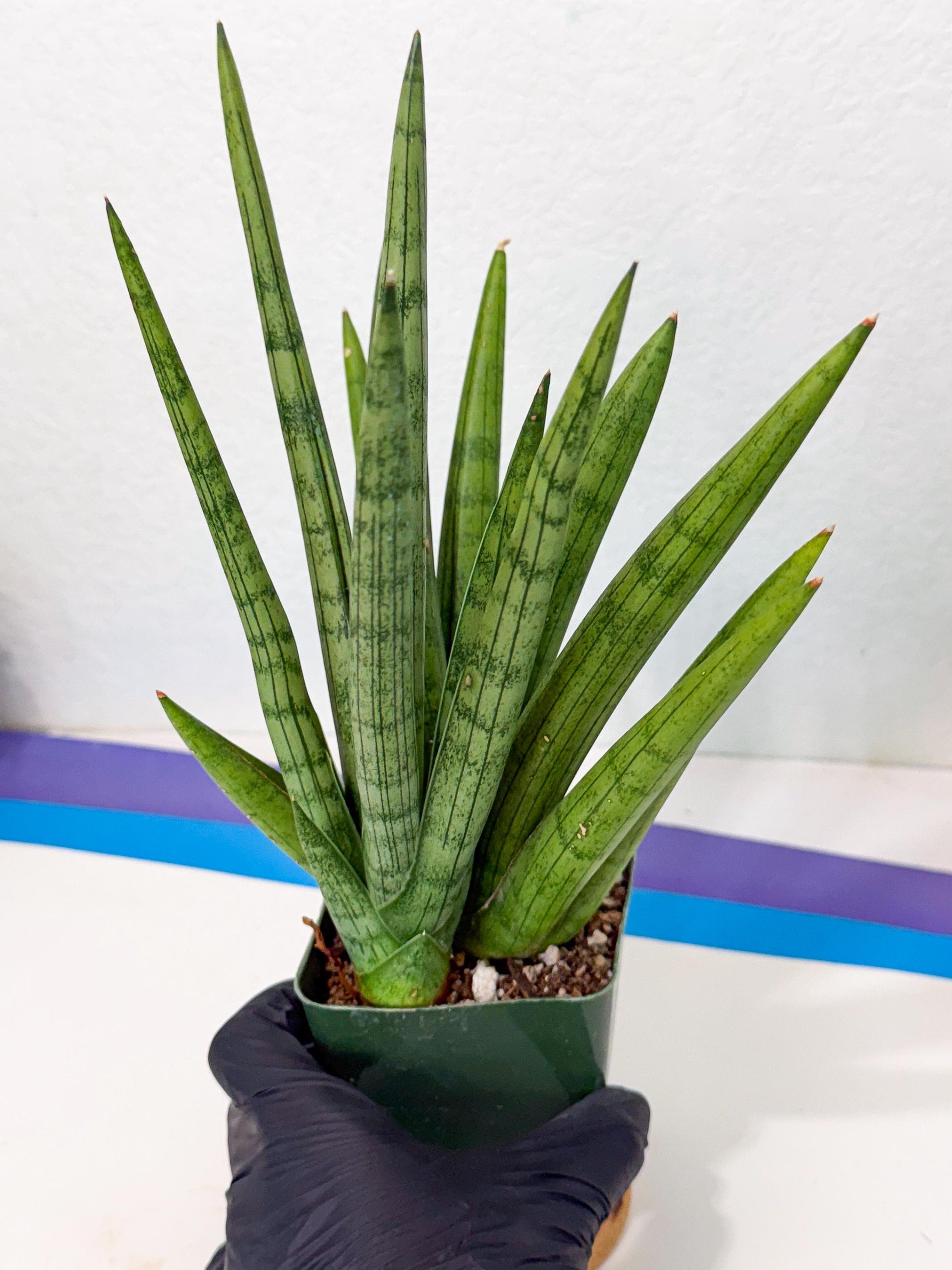 Sansevieria Silver Crown (XL1) (p) | Hybrid