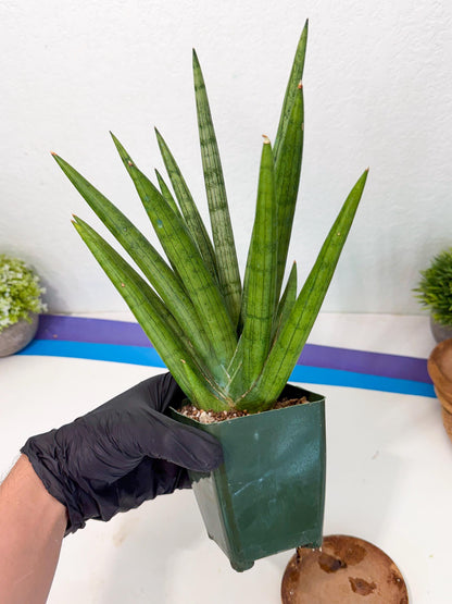 Sansevieria Silver Crown (XL1) (p) | Hybrid
