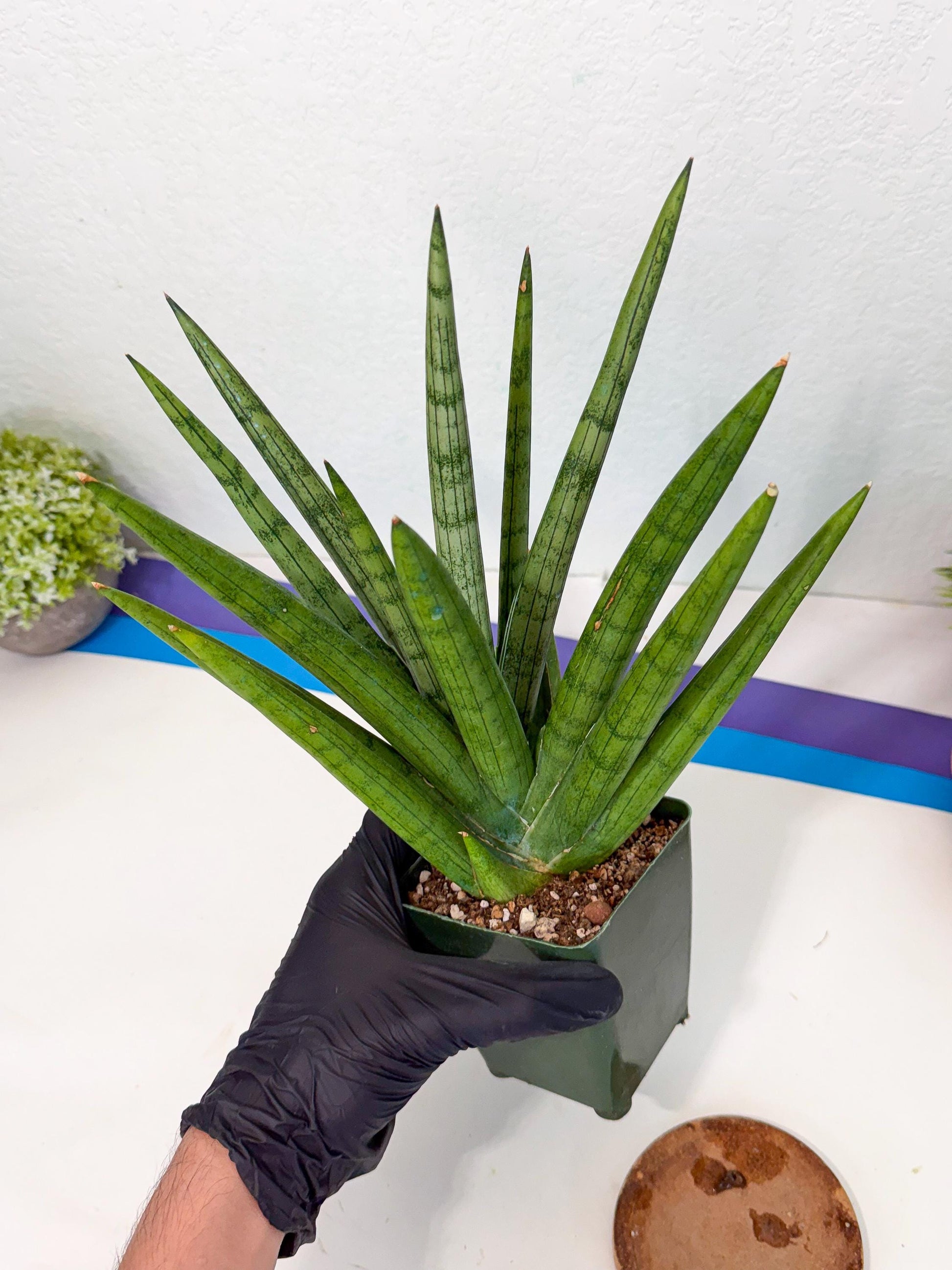 Sansevieria Silver Crown (XL1) (p) | Hybrid