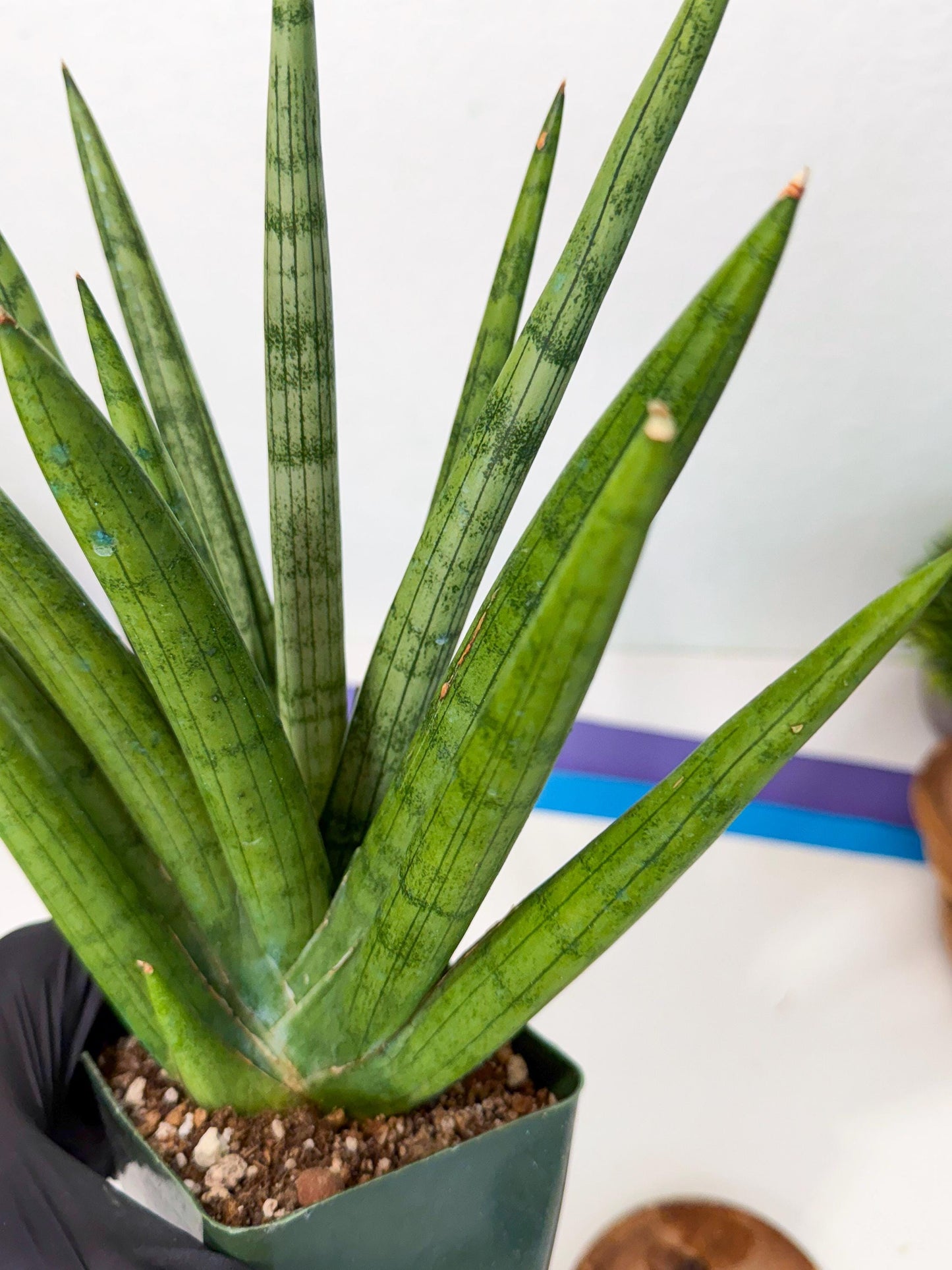 Sansevieria Silver Crown (XL1) (p) | Hybrid