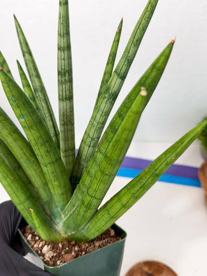 Sansevieria Silver Crown (XL1) (p) | Hybrid