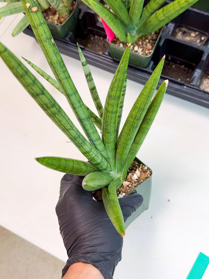 Sansevieria Silver Crown (XL1) (g) | Rare Snakeplant
