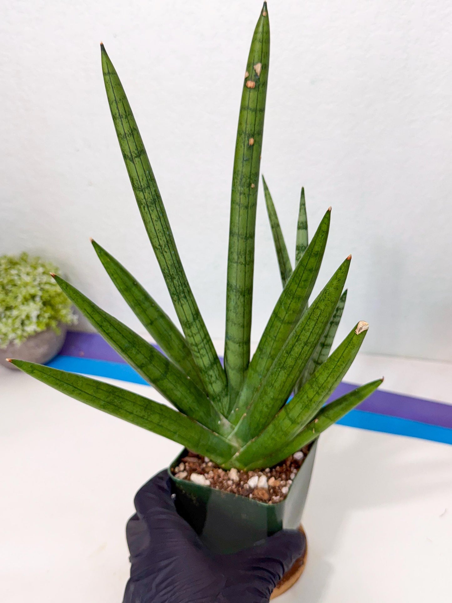 Sansevieria Silver Crown (XL1) (g) | Rare Snakeplant