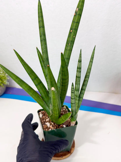 Sansevieria Silver Crown (XL1) (g) | Rare Snakeplant