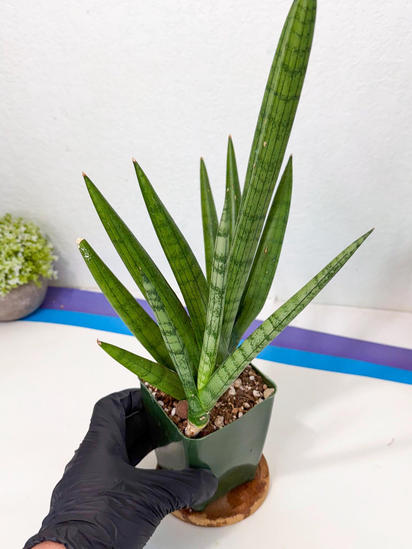 Sansevieria Silver Crown (XL1) (g) | Rare Snakeplant