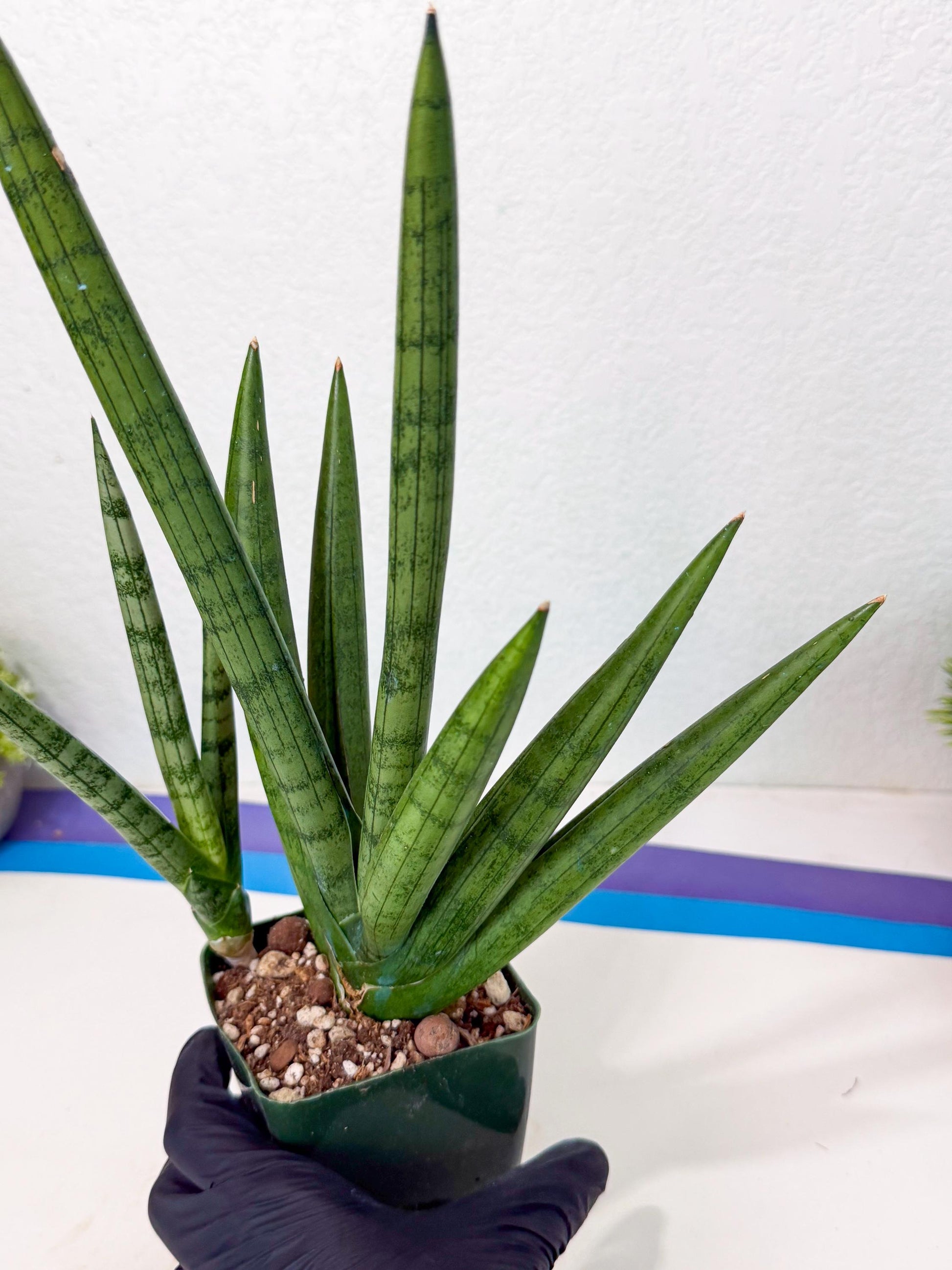Sansevieria Silver Crown (XL1) (g) | Rare Snakeplant