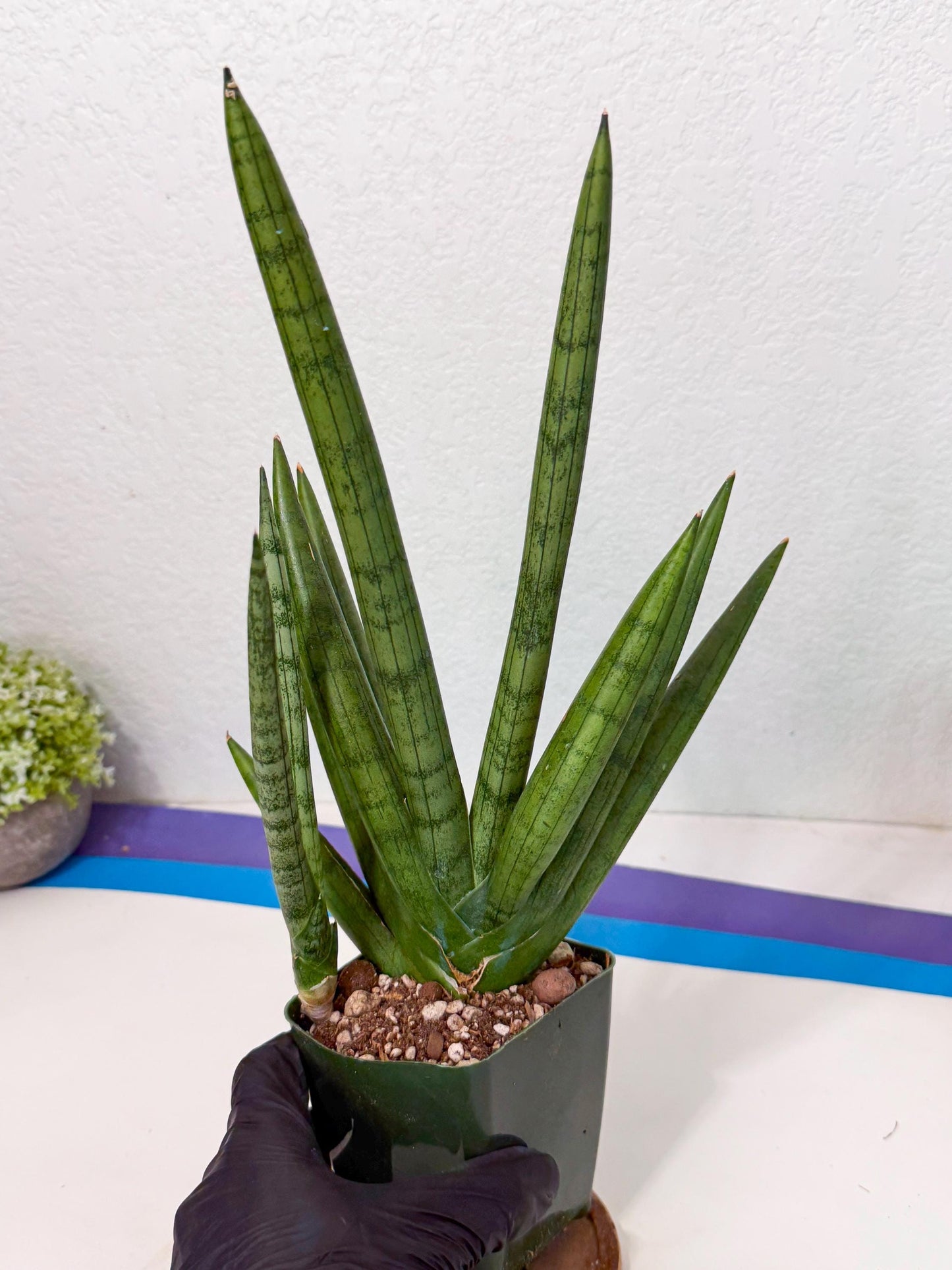 Sansevieria Silver Crown (XL1) (g) | Rare Snakeplant