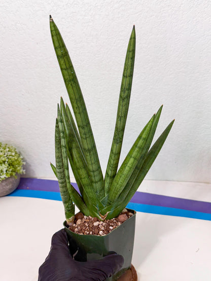 Sansevieria Silver Crown (XL1) (g) | Rare Snakeplant