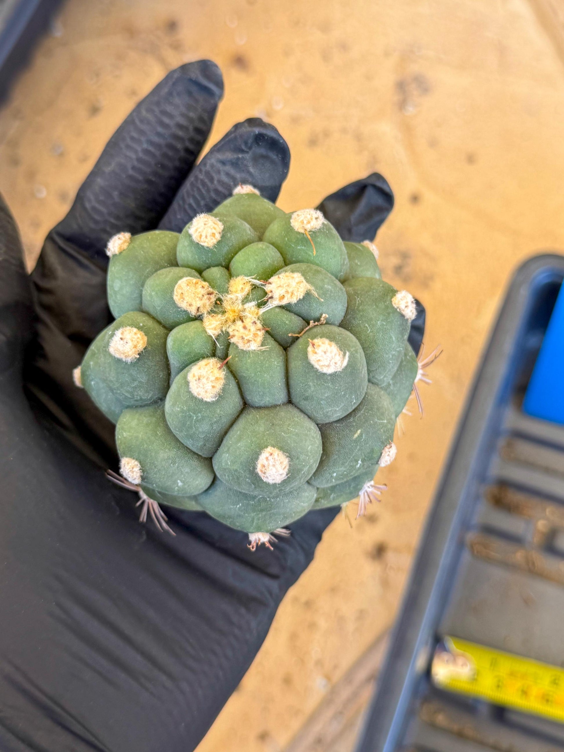 Gymnocalycium saglionis inermis (b) | Rare Import