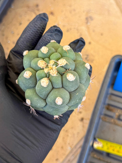 Gymnocalycium saglionis inermis (b) | Rare Import