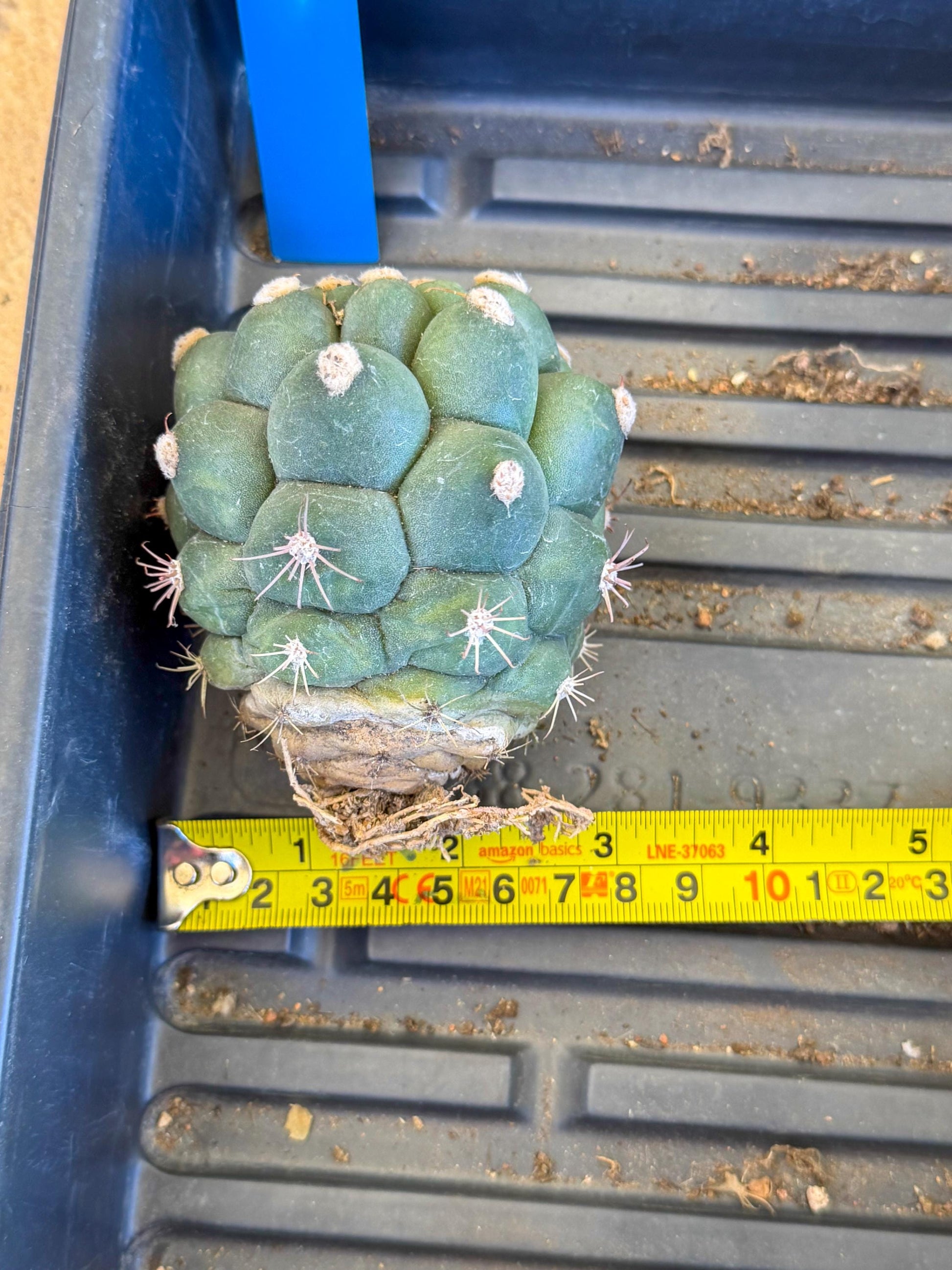 Gymnocalycium saglionis inermis (b) | Rare Import