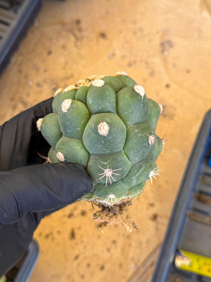 Gymnocalycium saglionis inermis (b) | Rare Import