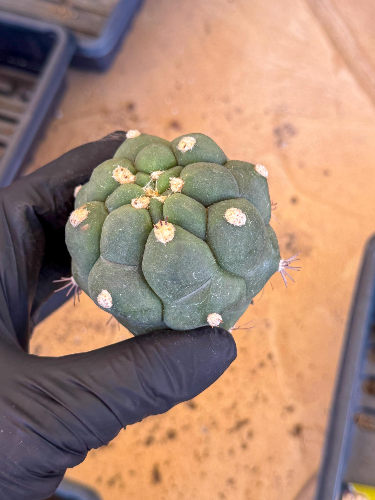 Gymnocalycium saglionis inermis (g) | Rare Import