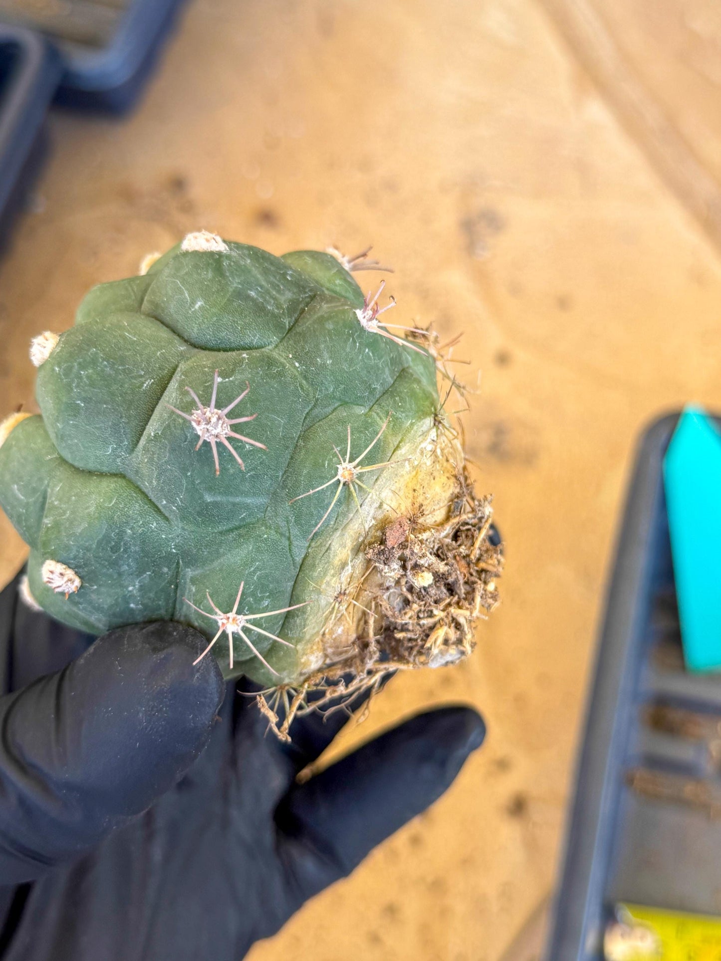 Gymnocalycium saglionis inermis (g) | Rare Import